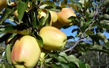 Jižní Tyroly a festival jablek v Natzu - Itálie - Natz - Jablečný festival a jablka