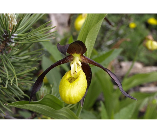 Zahrady Rakouska a ráj orchidejí v Kalkalpen - Rakousko - ráj orchidejí Kalkalpen - Tauplitzalm, sřevičník pantoflíček