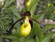 Rakousko - ráj orchidejí Kalkalpen - Tauplitzalm, sřevičník pantoflíček
