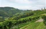 Štýrsko, vína a barevné termály - Rakousko - Štýrsko - Kitzeck, mikroklima je tu tak teplé, že zde dozávají fíky