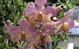 Madeira - Madeira - Jardim Qrquídea, orchideje všech barev a tvarů