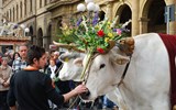 Florencie, Toskánsko, perla renesance a velikonoční slavnost ohňů 2017 - Itálie - Florencie - Scoppio del carro, obřadní vůz táhnou 2 páry bílých volů