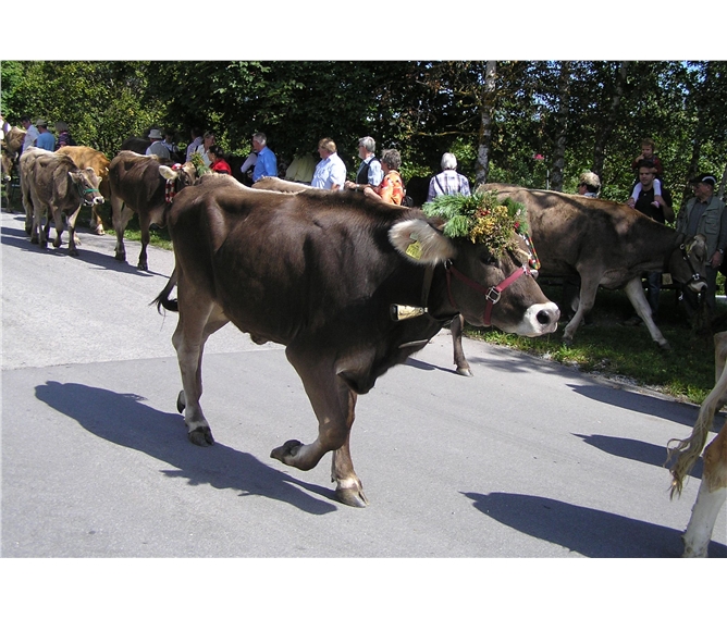 Alpské Solnohradsko, slavnosti shánění stád pod horou Hochkönig - Rakousko - shánění stád - krávy jsou opravdu nazdobené, jedna líp než druhá
