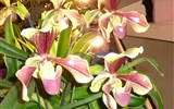 Drážďany, Míšeň, kamélie v Pillnitz a výstava orchidejí 2017 - Německo - Drážďany - výstava Svět orchidejí a oči se nemohou vynadívat