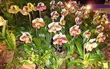 Drážďany, Míšeň, kamélie v Pillnitz a výstava orchidejí 2017 - Německo - Drážďany - výstava Svět orchidejí, Paph. hybride