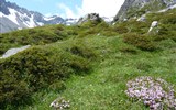 Montafon, rozkvetlá alpská zahrada - Rakousko - Montafon - kvetoucí louky pod vrcholy ještě se sněhem
