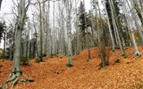 Malopolsko, Krakov, Wroclaw a léto v Beskydech - Polsko - Kalwaria Zebrzydowska, trasa poutníků vede v krásných bukových lesích