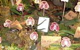 Orchideen Welt - Německo - Drážďany - výstava Svět orchidejí, Paph. godefroyae