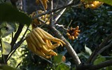 Karneval květů a světel v Nice a festival citrusů v Mentonu 2019 - Francie  - Menton, botanická zahrada, Citrus medica, zajímavý tvar silně aromatického plodu