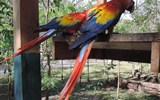 Za Mayi do Guatemaly, Belize a do Hondurasu 2017 - Guatemala - barevné létající drahokamy jsou tu  k vidění hojně