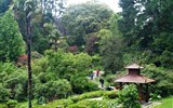 Powerscourt Gardens - Irsko - Powerscourt Garden, japonská zahrada, 1908