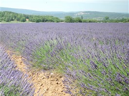 Provence a krásy Azurového pobřeží letecky 2022  Francie - Provence - kraj voní levandulí