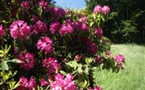 Kromlau - Německo - Kromlau - v době květu rododendronů je to tu pastva pro oči