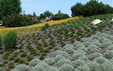 Krásy jarních zahrad Saska a Lužice - Německo - Nochten - Findlingspark, najdete zde přes 500 druhů trvalek