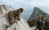 Andalusie, památky UNESCO a přírodní parky - Španělsko - Andalusie - Gibraltar je jediné místo v Evropě kde volně žijí opice (magot bezocasý)