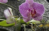 Květinové slavnosti - Rakousko - Klosterneuburg - 10. Mezinárodní světová výstava orchidejízve na návštěvu