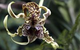 Údolí Wachau a výstava orchidejí v Klosterneuburgu - Rakousko - Klosterneuburg - 10. Mezinárodní světová výstava orchidejí