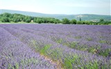 Provence - Francie - Provence - levanduli dávaly babičky do šatníků - odpuzuje moly