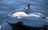Marineland, Aqua-splash a moře Azurového pobřeží - Francie - Antibes - Marineland, k vidění jsou i oblíbení delfíni