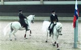 Lipica - Slovinsko - Lipica, základ chovu lipicánů vychází ze španělských koní