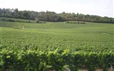 vinice a sklepy Champagne - Francie - Champagne - mezi Troyes a Epernay jsou samé vinice