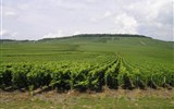 vinice a sklepy Champagne - Francie - Champagne -  vinice v okolí Epernay