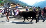 Ochutnávka Švýcarska s termály a turistikou - Švýcarsko a jeho lidová slavnost s průvodem nazdobených bojových krav