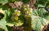 Čechy a Sasko, za evropským vinařstvím - Česká republika - Chrámce - víno už dozrává
