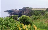 Terceira - Portugalsko - Azory - Terceira, mys Ponta do Mistério a vpředu kvete Hedychium Gardenarium