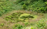 Terceira - Portugalsko - Azory - Terceira, Furnas do Enxofre, rašelinné jezírko s mechy rodu Sphagnum