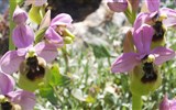 Památky UNESCO v Andalusii - Španělsko - Andalusie - NP El Torcal, v NP se nachází 30 různých druhů orchidejí, zde tořič Ophrys ficalhoana