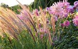 IGA, světová zahradnická výstava, zahrady UNESCO a slavnost v Rosariu 2017 - Německo - mezinárodní zahradnická výstava IGA nabízí i barevné moře trav
