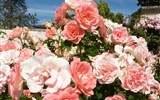 IGA, světová zahradnická výstava, zahrady UNESCO a slavnost v Rosariu 2017 - Německo - Europa-Rosárium, ráj pro milovníka růží