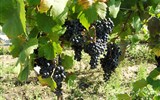 Za lidovými vinařskými tradicemi na Znojemsku - Česká republika - Šatov -  je krásné když v okolních vinicích dozrává víno