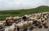 Gruzie a Arménie - země jižního Kavkazu - Arménie - ovce mají pochopitelně na silnici přednost
