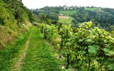 Jihoštýrská vinná trasa - Rakousko - Štýrsko - vinice na strmých svazích