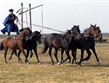 Maďarsko - NP Hortobágy - Kochova pětka, ukázka vrcholného jezdeckého umění maďarských pastevců - čikošů