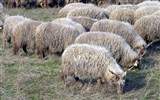 Lázně Hajdúszoboszló, termály a slavnosti květin - Maďarsko - NP Hortobágy - rohaté ovce račky jsou zdejší specialitou a nikde jinde v Evropě je neuvidíte
