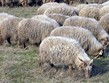 Maďarsko - NP Hortobágy - rohaté ovce račky jsou zdejší specialitou a nikde jinde v Evropě je neuvidíte