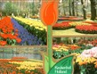 Holandsko - Keukenhof, největší květinový park květinové supervelmoci