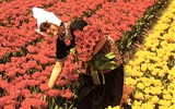 Holandsko, zahrady a květinové korzo - Holandsko - záplava barev, odstínů a květů