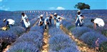 Francie - Provence - sběr květů levandule