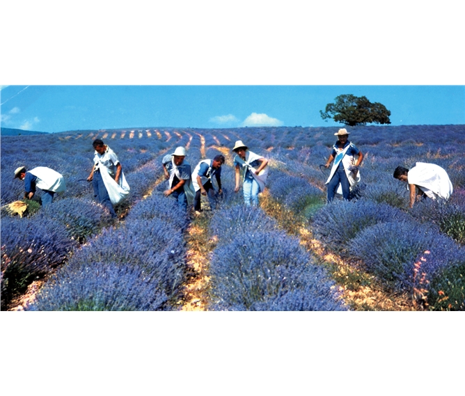 Kouzlo levandulové  Provence - Francie - Provence - sběr květů levandule