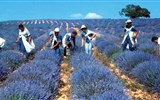 Provence s vůní levandule a koupáním, letecky - Francie - Provence - sběr květů levandule