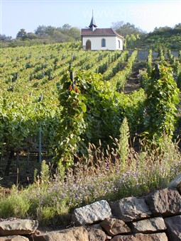 Francie -  Alsasko - vinice nad městečkem Thann