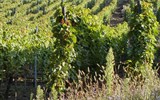 Alsasko a Černý les, zážitkový víkend na vinné stezce, slavnost chryzantém - Francie -  Alsasko - vinice nad městečkem Thann