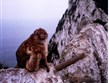 Španělsko - Andalusie - Gibraltar je jediné místo v Evropě kde volně žijí opice (magot bezocasý)