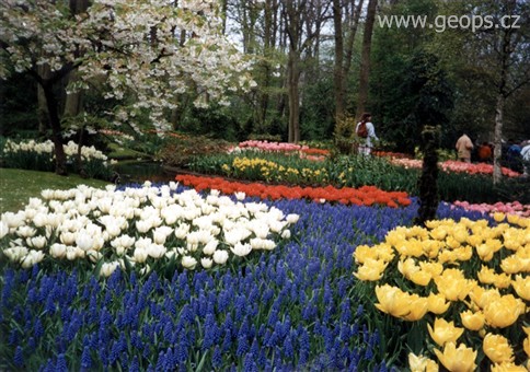 Holandsko - Keukenhof, snad všechny barvy na jednom místě