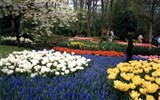 Holandsko, Velikonoce v zemi tulipánů s ubytováním v Rotterdamu 2019 - Holandsko - Keukenhof, snad všechny barvy na jednom místě