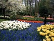 Holandsko - Keukenhof, snad všechny barvy na jednom místě